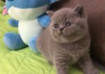 Се продава British Shorthair mace