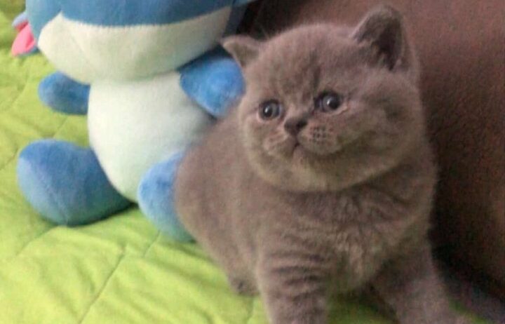 Се продава British Shorthair mace