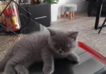 Се продава British Shorthair mace