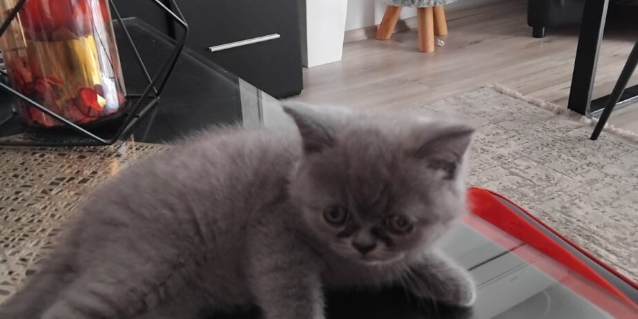 Се продава British Shorthair mace