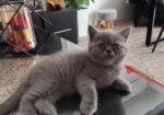 Се продава British Shorthair mace