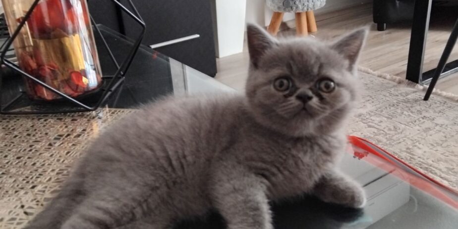 Се продава British Shorthair mace