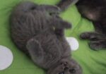 Се продава British Shorthair mace