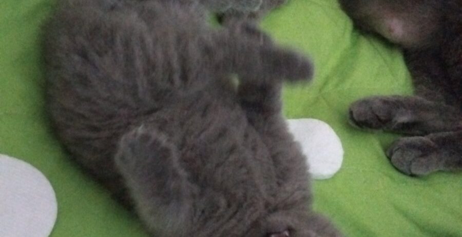 Се продава British Shorthair mace