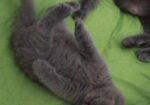 Се продава British Shorthair mace