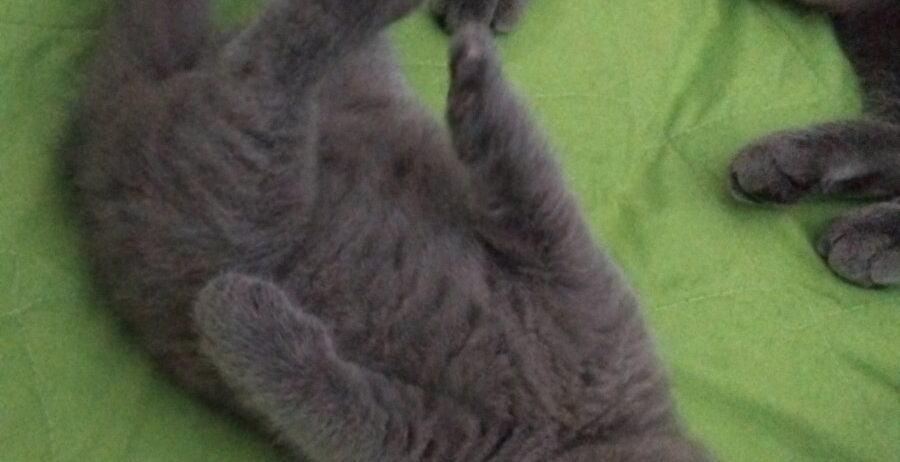 Се продава British Shorthair mace