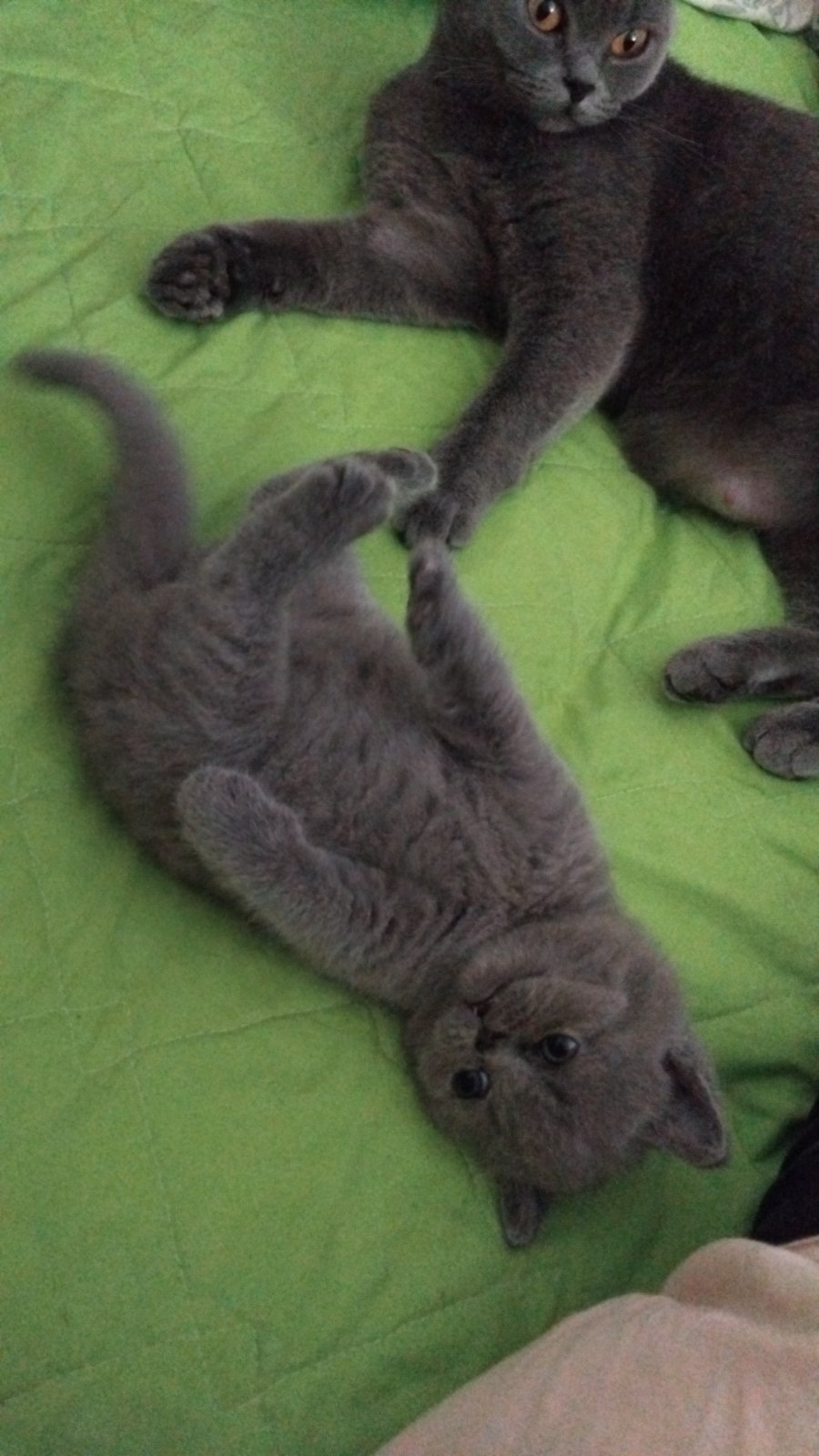 Се продава British Shorthair mace