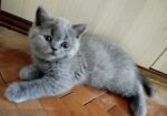 British shorthair , Scottish fold