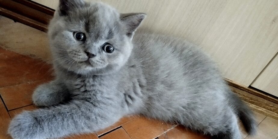 British shorthair , Scottish fold
