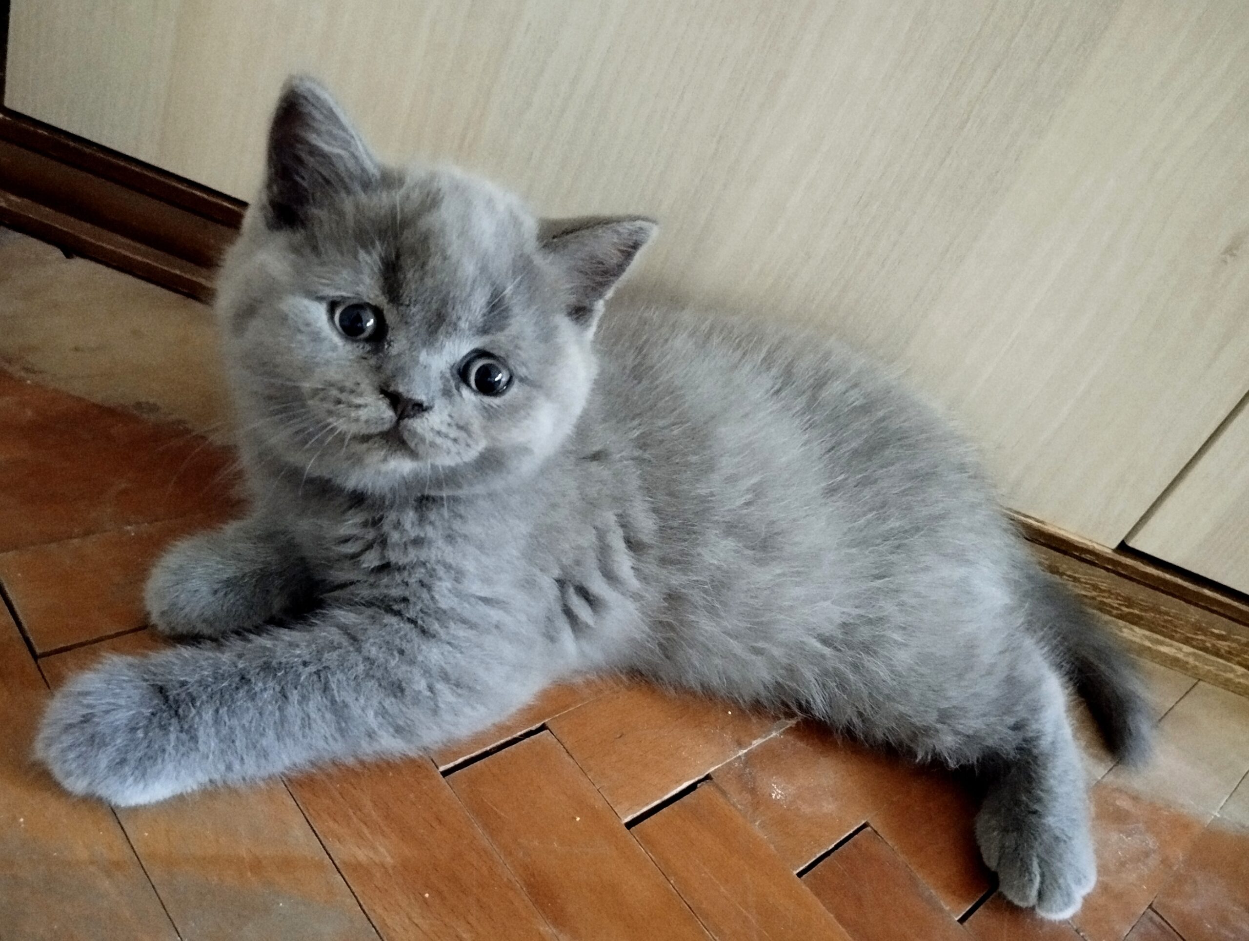 British shorthair , Scottish fold