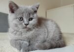 British shorthair , Scottish fold