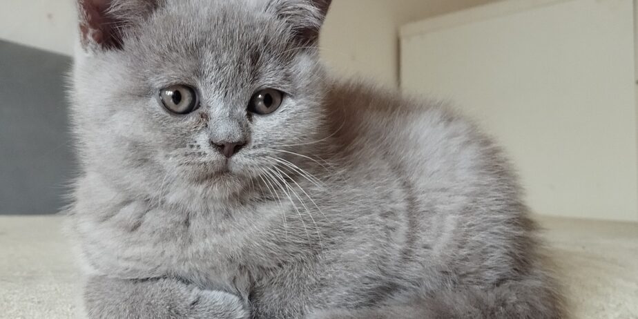 British shorthair , Scottish fold