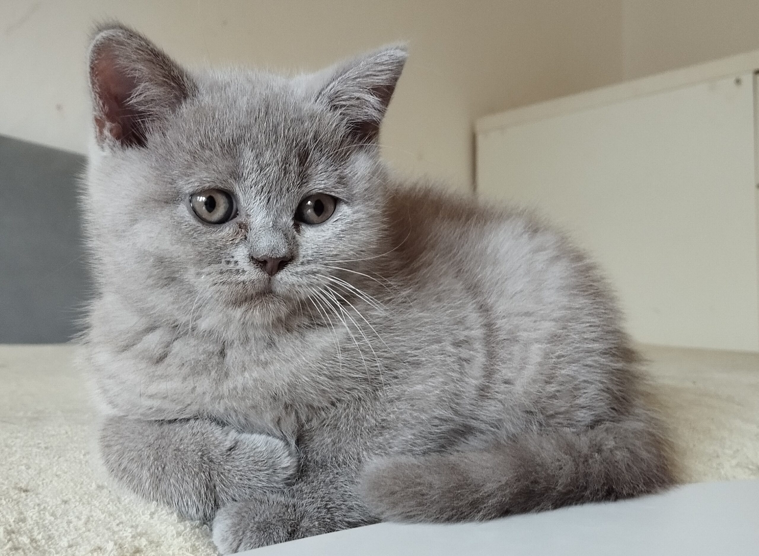 British shorthair , Scottish fold
