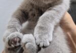 British shorthair , Scottish fold