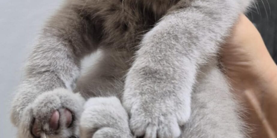 British shorthair , Scottish fold