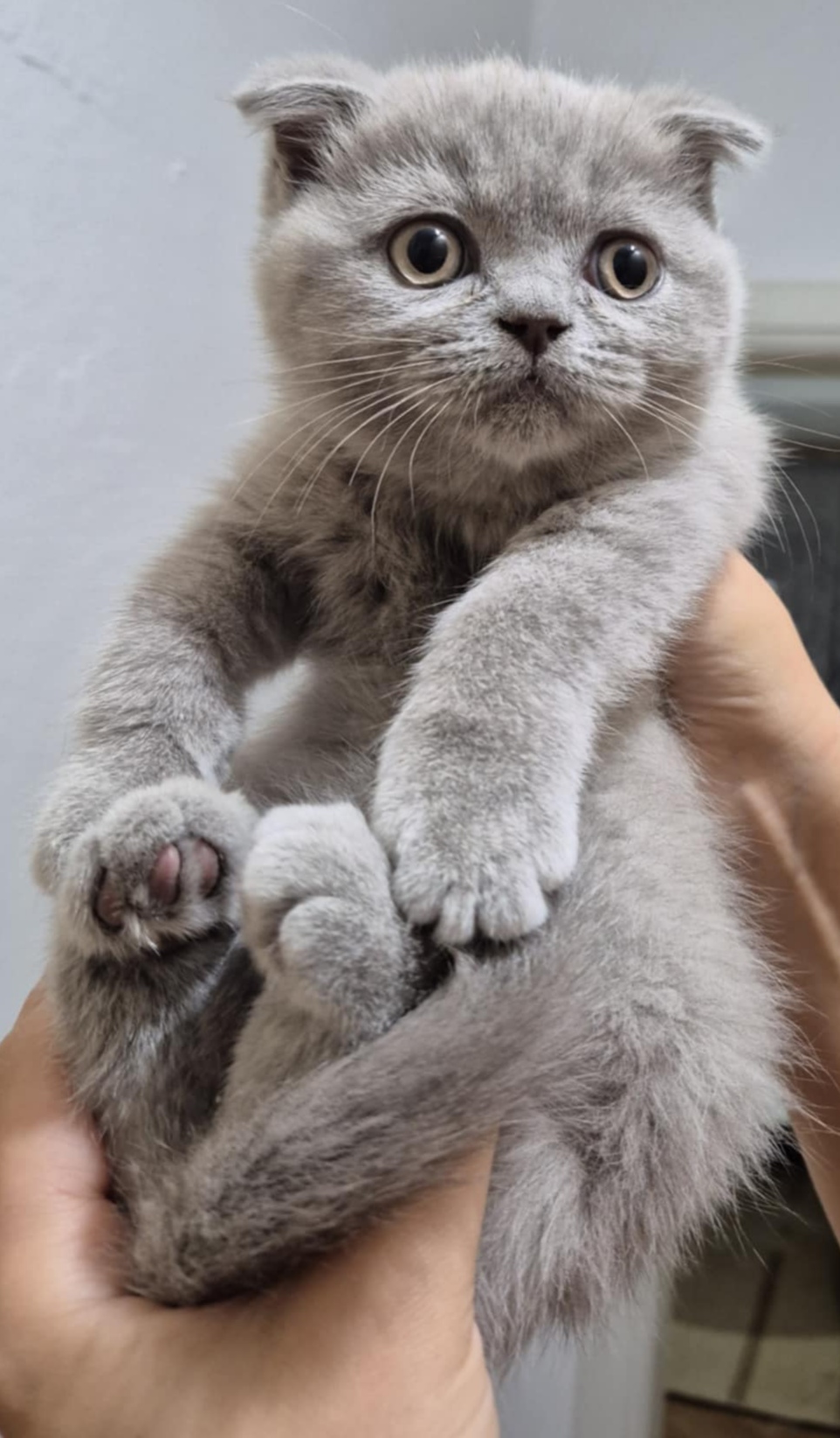 British shorthair , Scottish fold