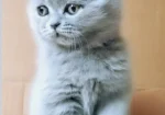 British shorthair , Scottish fold