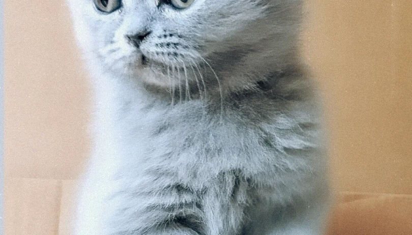 British shorthair , Scottish fold