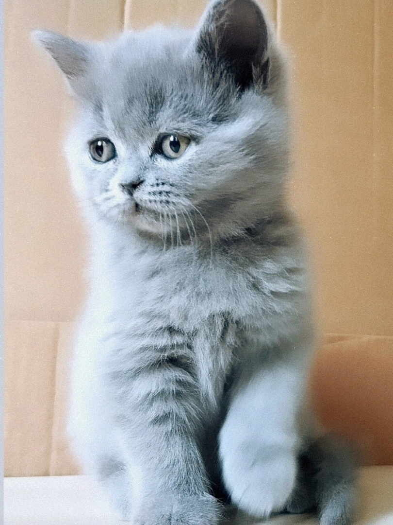 British shorthair , Scottish fold