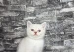 BritishShorthair ScottishFold