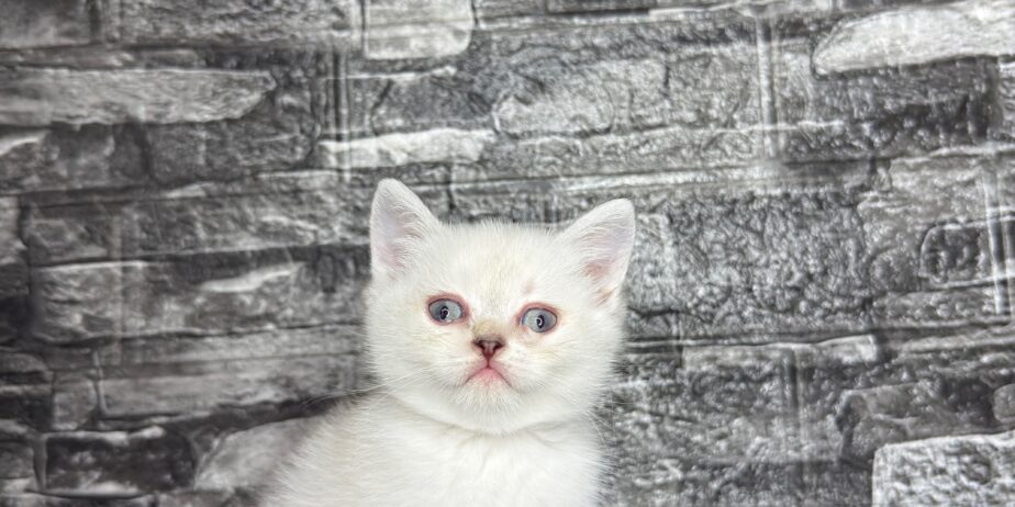 BritishShorthair ScottishFold