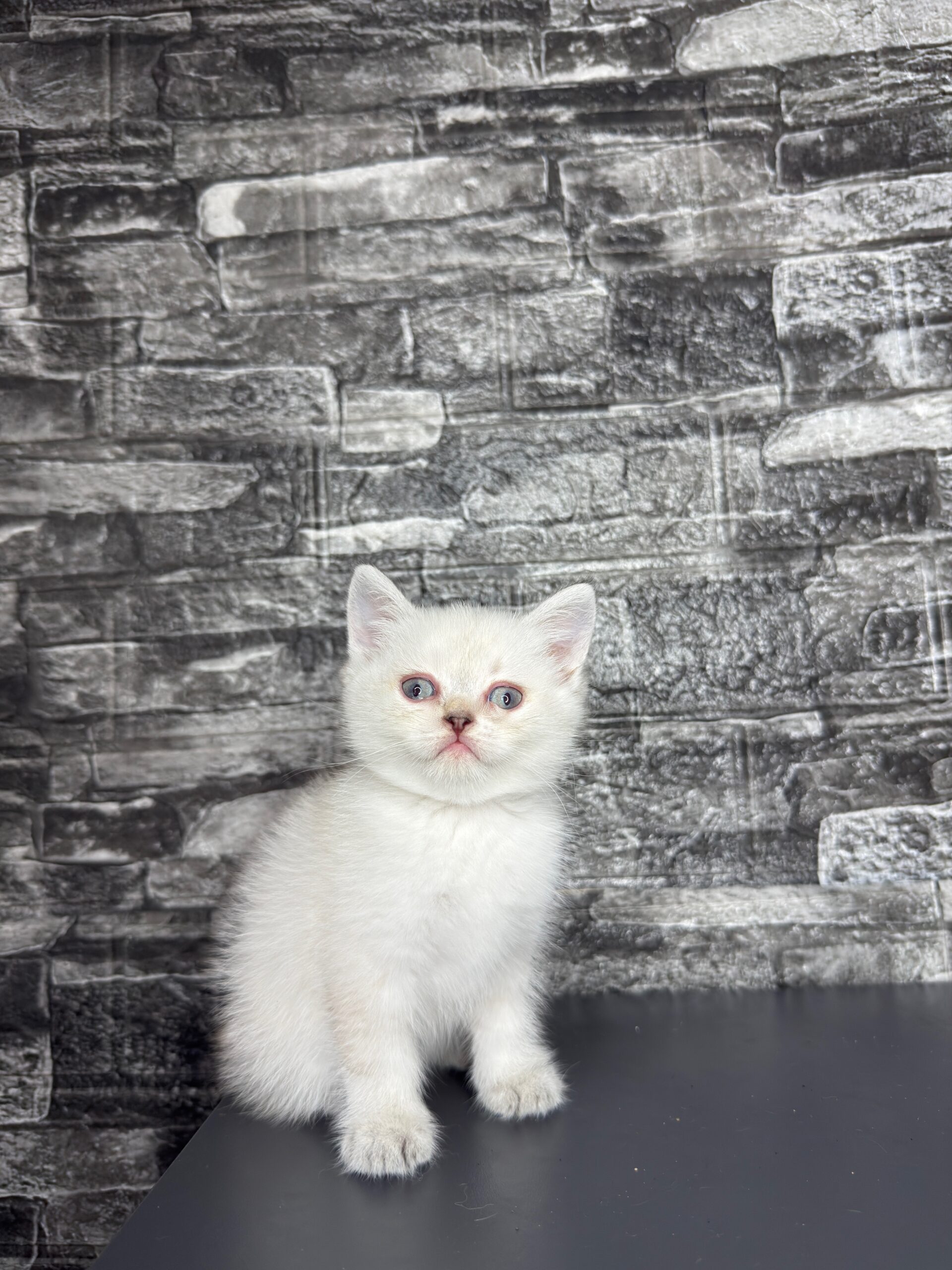 BritishShorthair ScottishFold