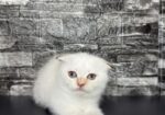 BritishShorthair ScottishFold