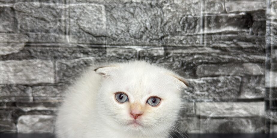 BritishShorthair ScottishFold