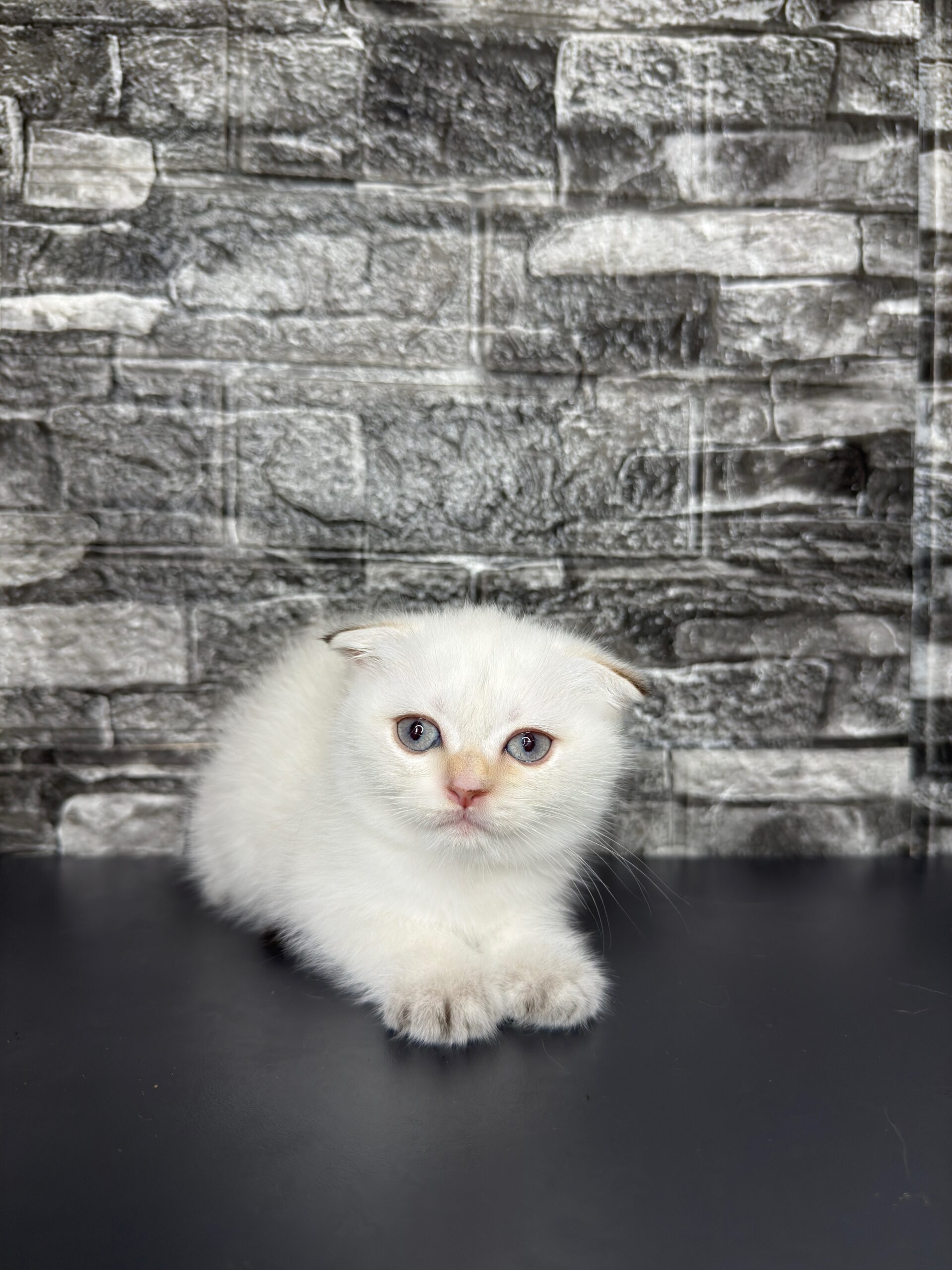 BritishShorthair ScottishFold