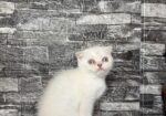 BritishShorthair ScottishFold