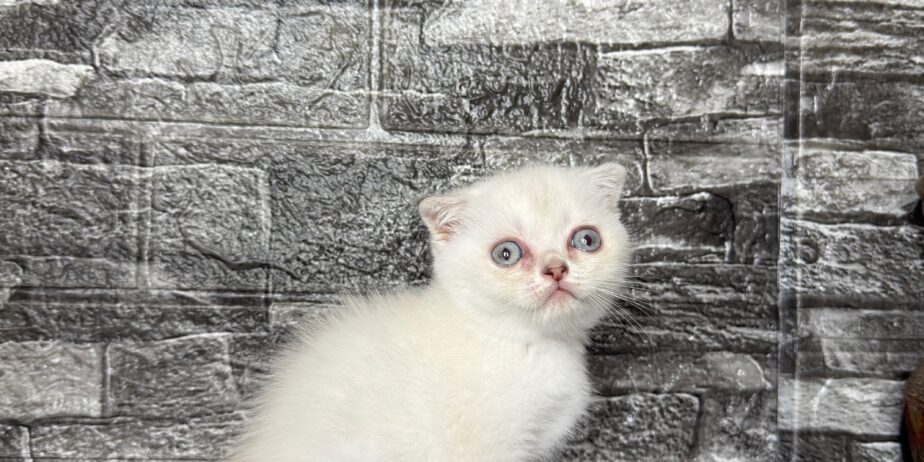 BritishShorthair ScottishFold