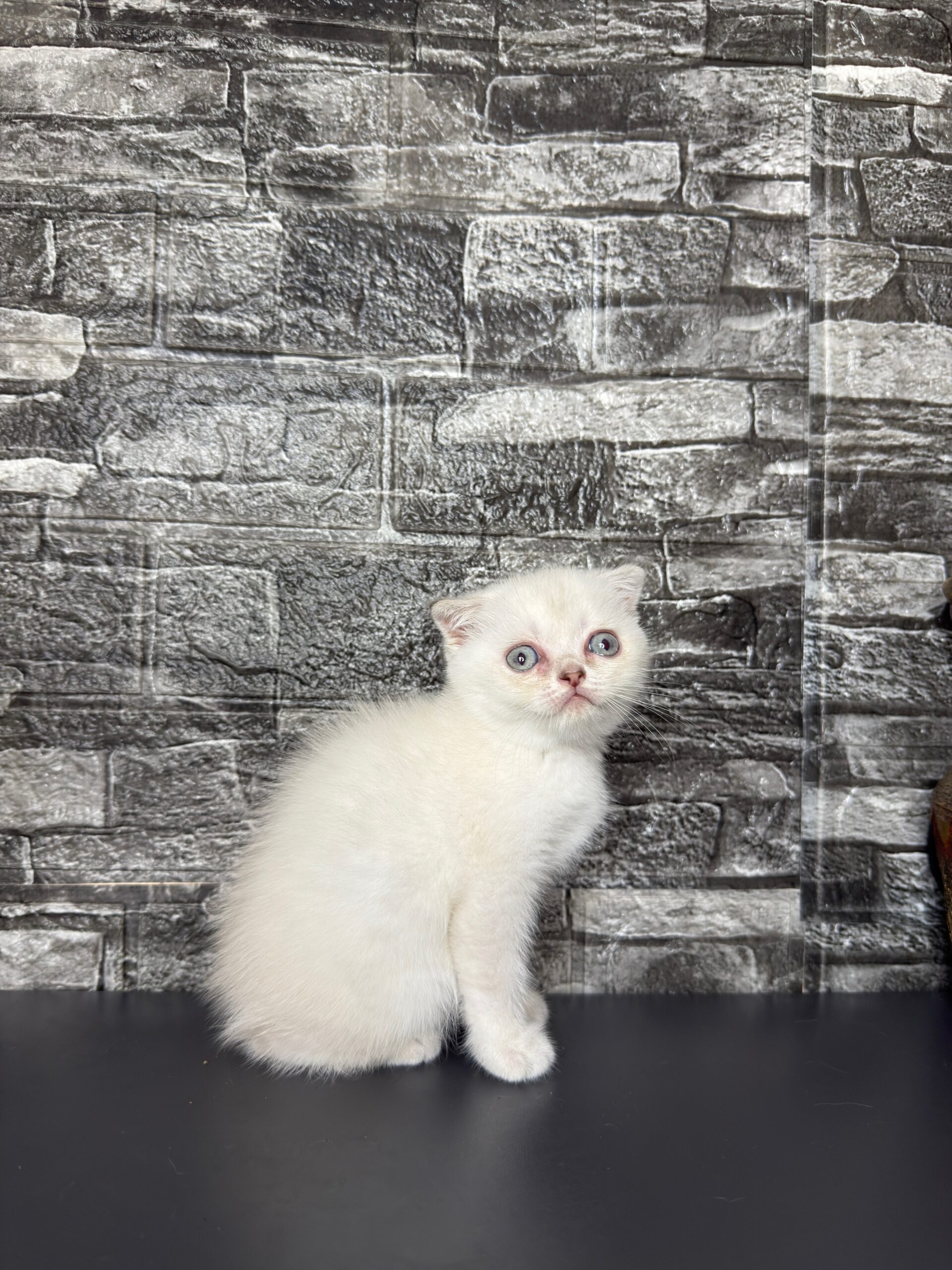 BritishShorthair ScottishFold