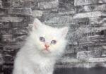 BritishShorthair ScottishFold