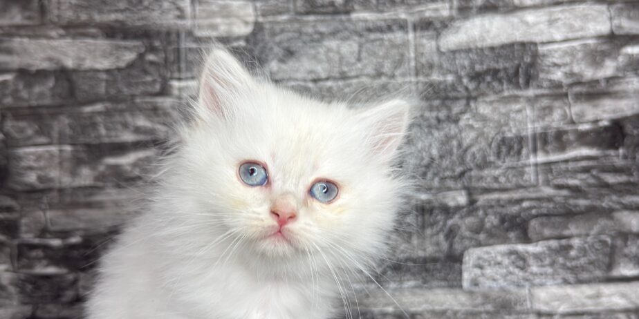 BritishShorthair ScottishFold