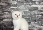 BritishShorthair ScottishFold