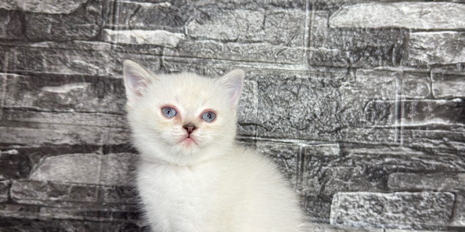 BritishShorthair ScottishFold