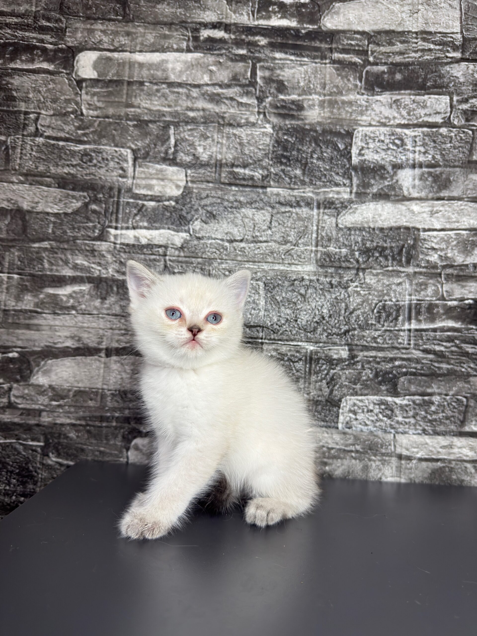 BritishShorthair ScottishFold