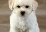 Bichon Frise