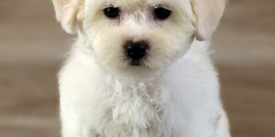 Bichon Frise