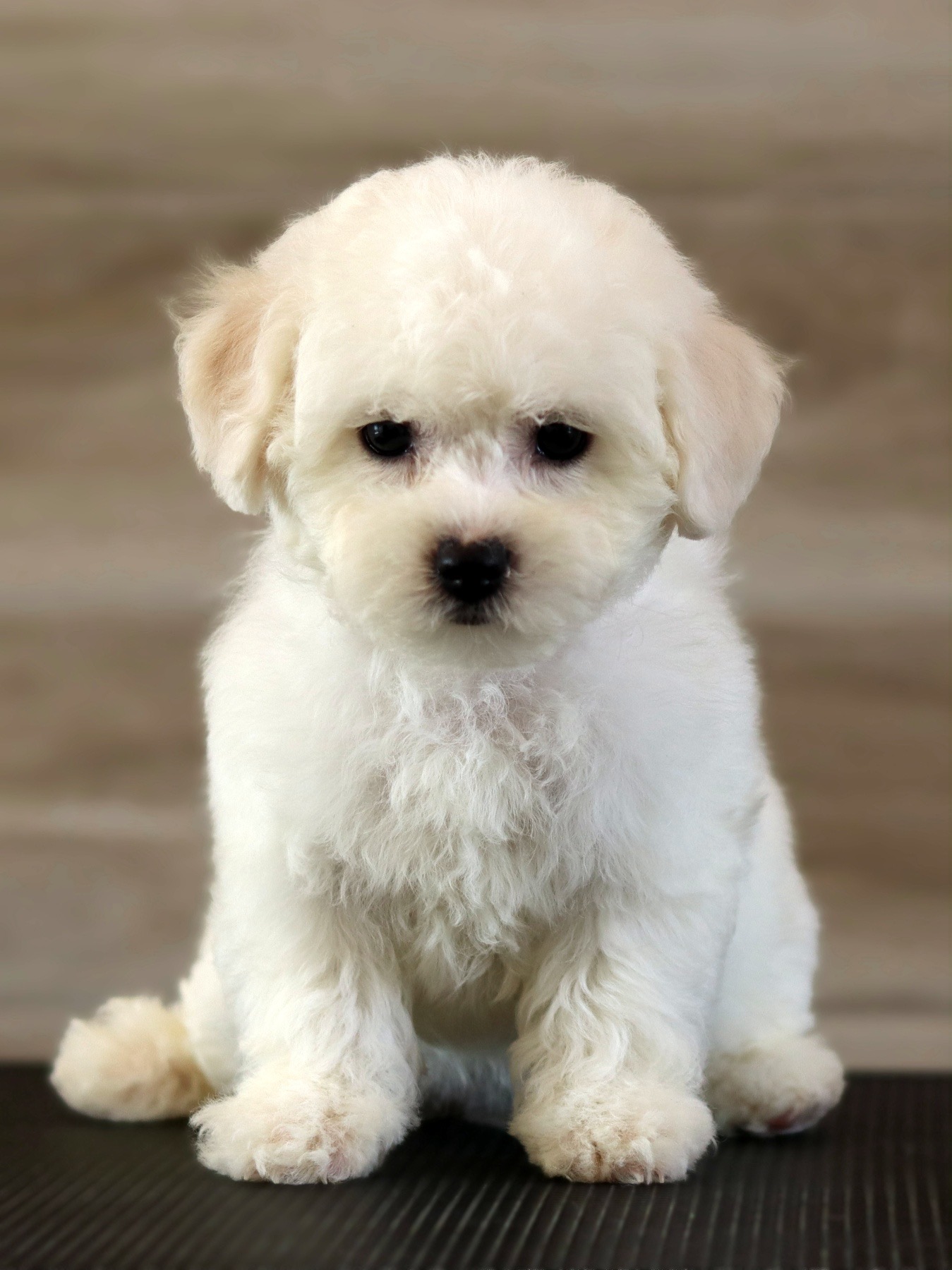 Bichon Frise