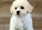Bichon Frise