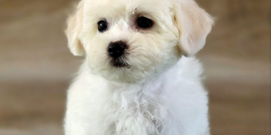 Bichon Frise