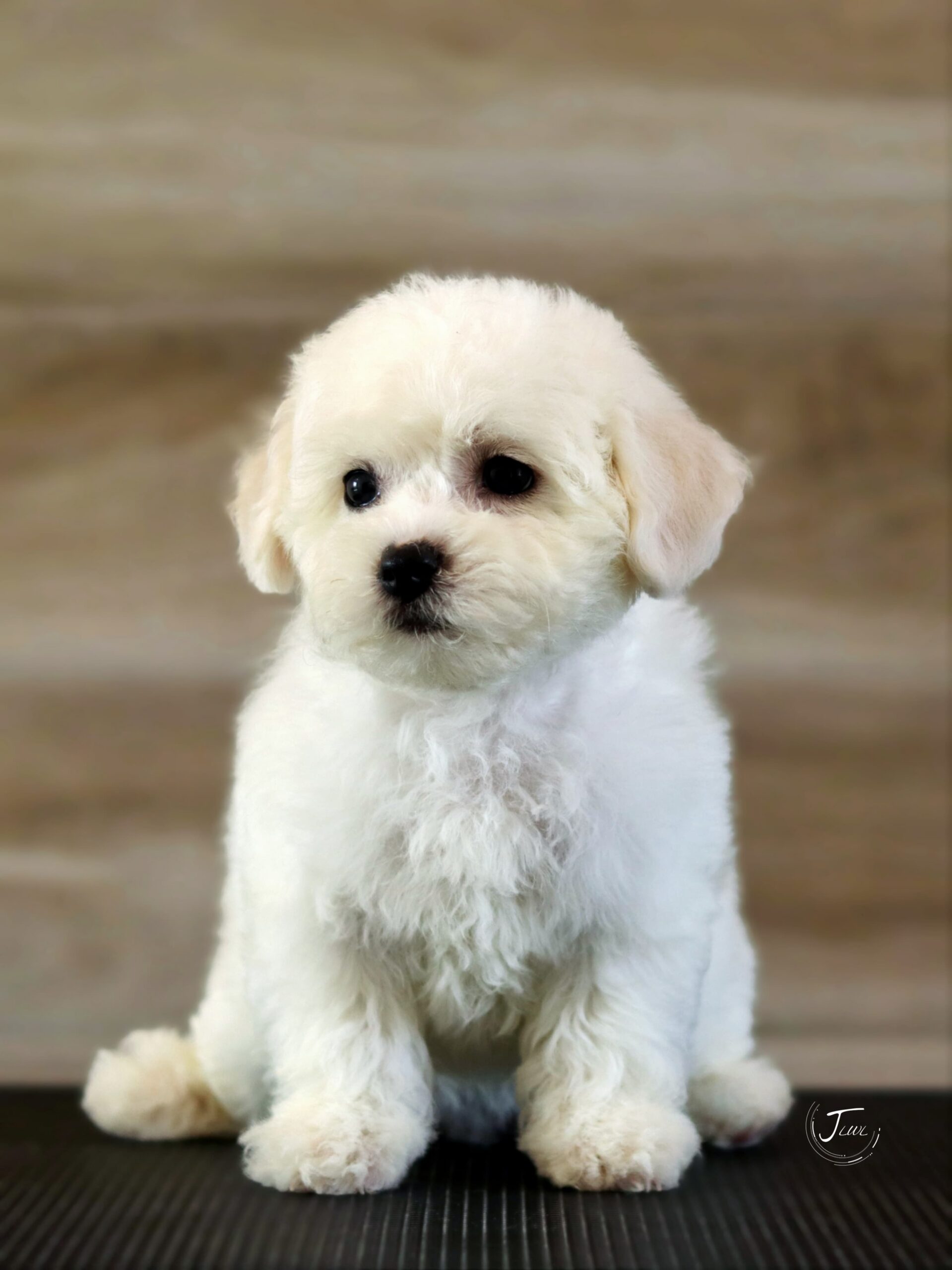 Bichon Frise