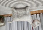 Westie