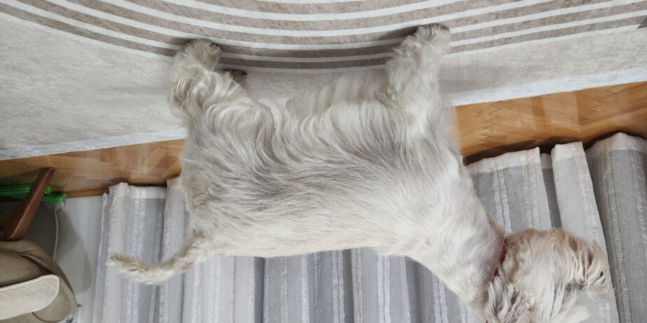 Westie