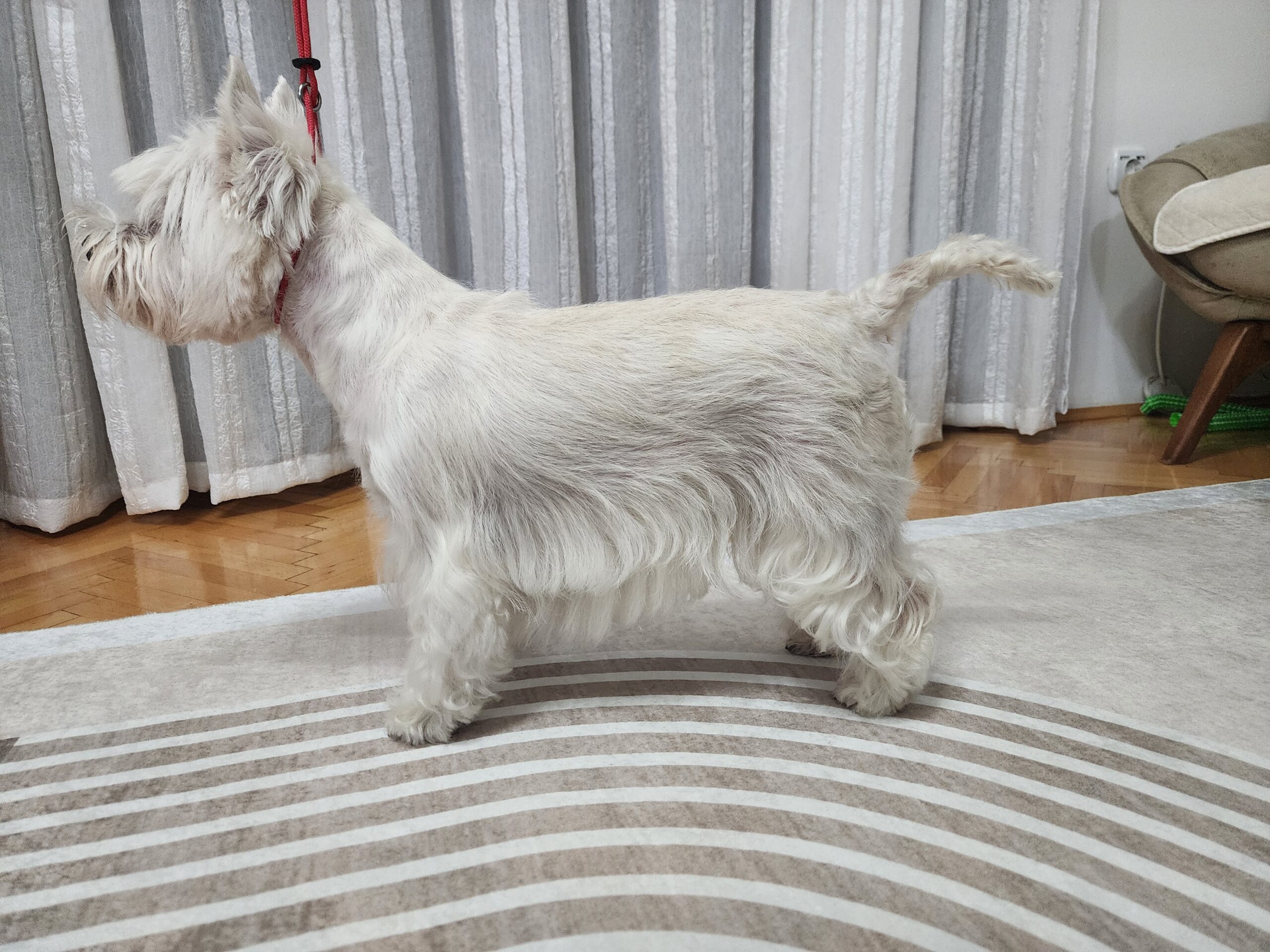 Westie