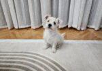 Westie