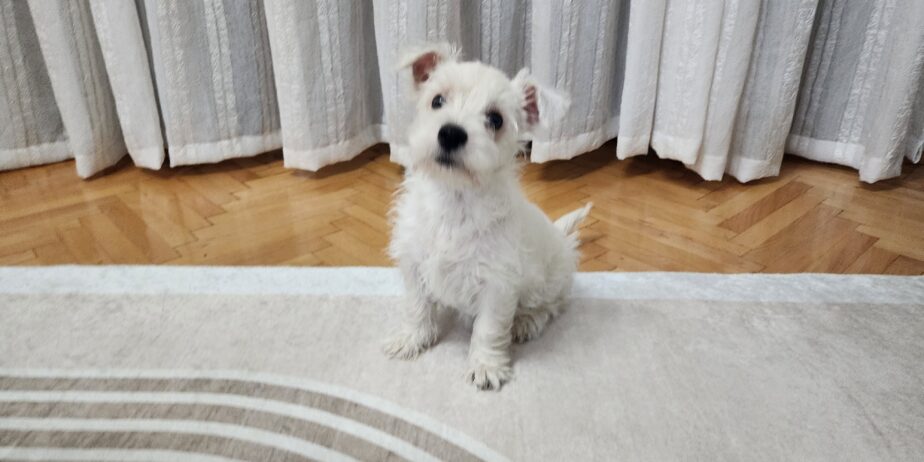 Westie
