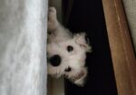 Westie