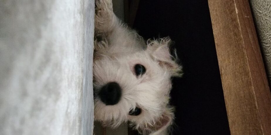 Westie
